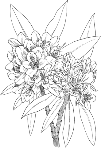 Great Laurel Or Wild Rhododendron Or Rosebay Hododendron Or White Laurel Coloring Page